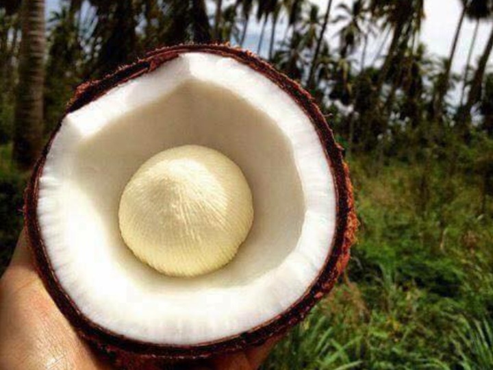 Beneficios de la manzana de coco: usos y propiedades