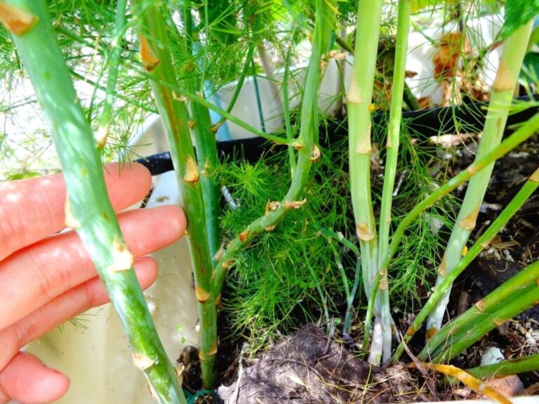 Descubre el fascinante proceso de cultivo de los espárragos verdes