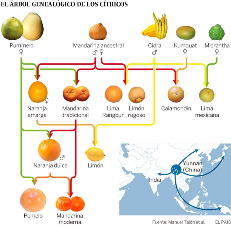 El misterio del árbol de la mandarina revelado